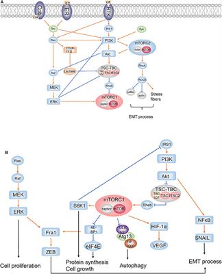 Possible Novel Therapeutic Targets in Lymphangioleiomyomatosis Treatment